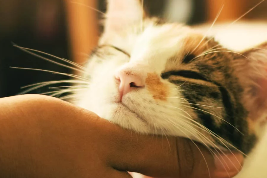 best automatic pet dryer box